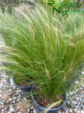 Stipa tenuissima (Mexican Feather Grass)