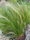 Stipa tenuissima (Mexican Feather Grass)