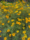 Tagetes lemmonii (Mexican Marigold)