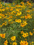 Tagetes lemmonii (Mexican Marigold)