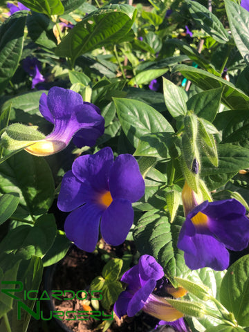 Thunbergia battiscombei  (Blue Glory)