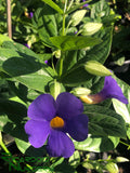 Thunbergia battiscombei  (Blue Glory)