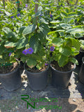 Thunbergia battiscombei  (Blue Glory)