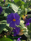 Thunbergia battiscombei  (Blue Glory)