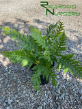 Woodwardia fimbriata (Giant Chain Fern)