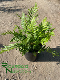 Woodwardia fimbriata (Giant Chain Fern)