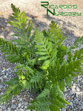 Woodwardia fimbriata (Giant Chain Fern)