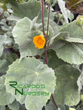 Abutilon palmeri (Indian Mallow)