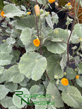 Abutilon palmeri (Indian Mallow)