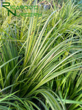 Acorus gramineus 'Ogon' (Golden Variegated Sweet Flag)