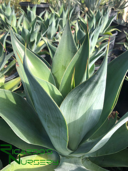 Agave 'Blue Flame' – Ricardo's Nursery