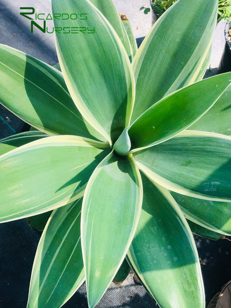 Agave attenuata 'Ray of Light' (Ray of Light Fox Tail Agave
