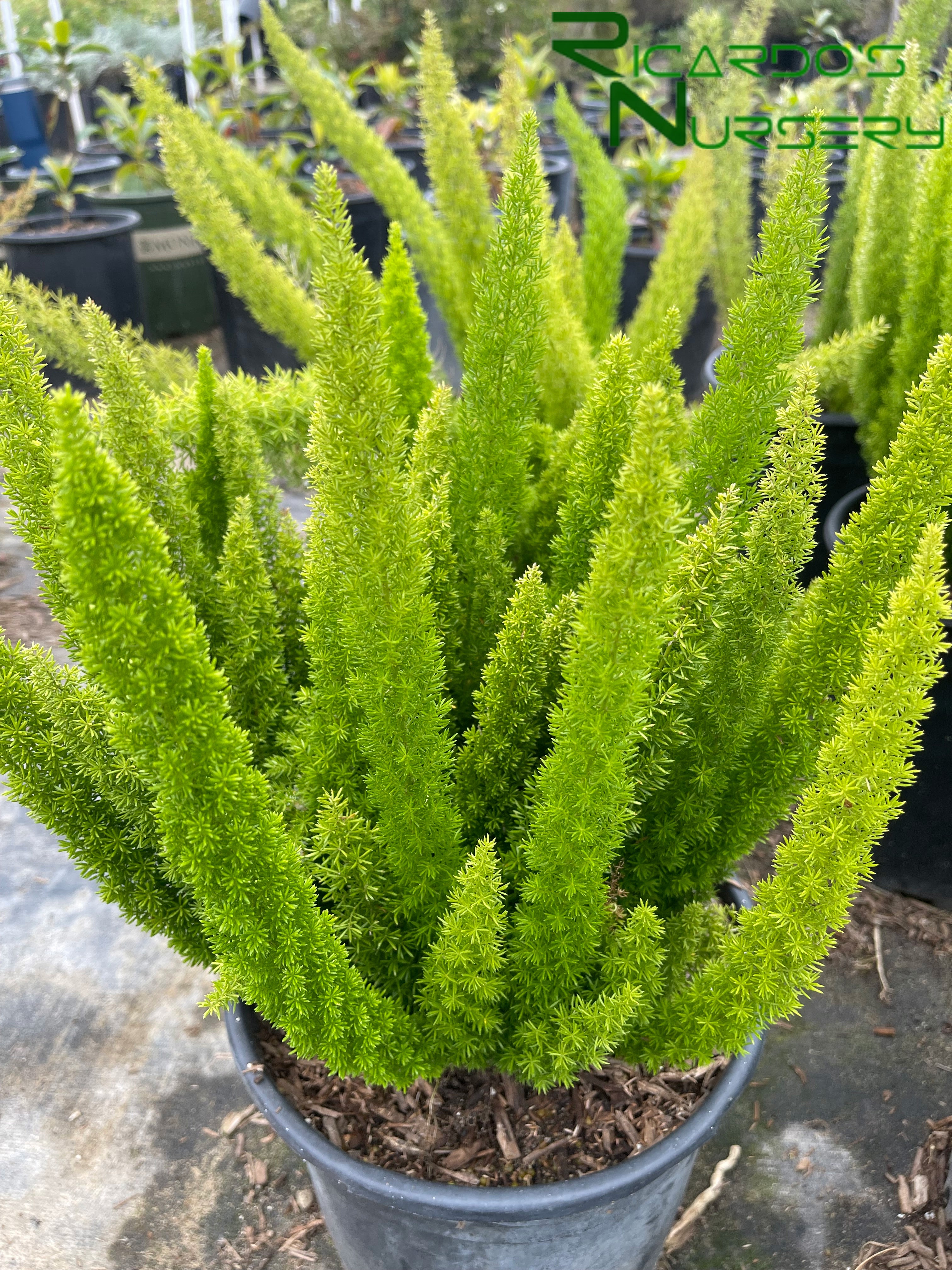 Asparagus 'Myers' (Foxtail Fern) – Ricardo's Nursery