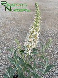 Buddleia Ivory  (Compact Butterfly Bush)