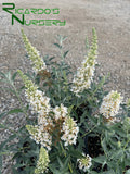 Buddleia Ivory  (Compact Butterfly Bush)