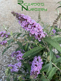 Buddleia Lavender  (Compact Butterfly Bush)