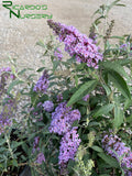 Buddleia Lavender  (Compact Butterfly Bush)