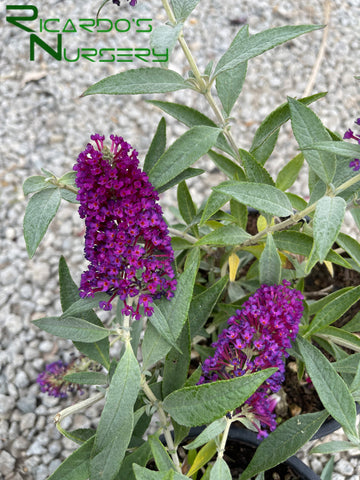 Buzz Magenta Butterfly Bush