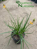 Bulbine frutescens 'Hallmark'  (Orange Stalked Bulbine)