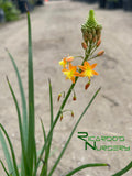 Bulbine frutescens 'Hallmark'  (Orange Stalked Bulbine)