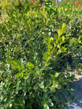 Buxus microphylla var. japonica  (Japanese Boxwood)