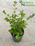 Buxus microphylla var. japonica  (Japanese Boxwood)