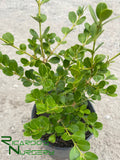 Buxus microphylla var. japonica  (Japanese Boxwood)