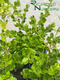 Buxus microphylla var. japonica  (Japanese Boxwood)