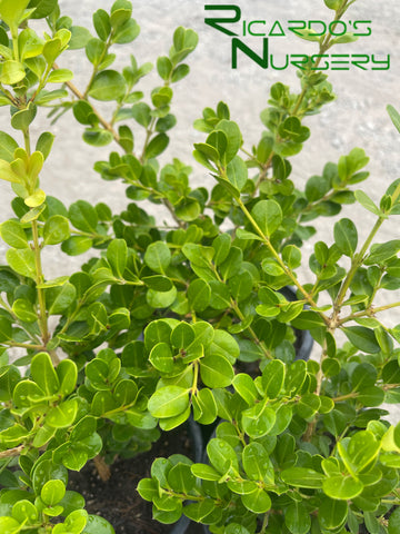 Buxus microphylla var. japonica  (Japanese Boxwood)