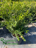 Buxus microphylla var. japonica  (Japanese Boxwood)