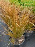 Carex testacea (Orange Sedge)