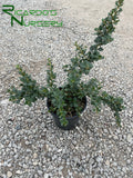 Ceanothus maritimus 'Popcorn'  (White Wild Lilac)