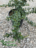 Ceanothus maritimus 'Popcorn'  (White Wild Lilac)