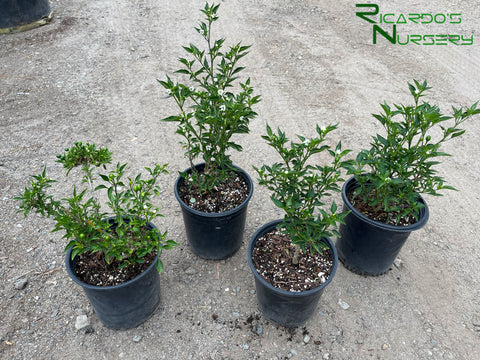 potted chilli plants for sale Chiltepin Chili Pepper – Ricardo's Nursery