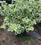 Coprosma repens 'Marble Queen' (Dwarf Variegated Mirror Plant)