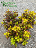 Coprosma 'Pina Colada'  (Mirror Plant)