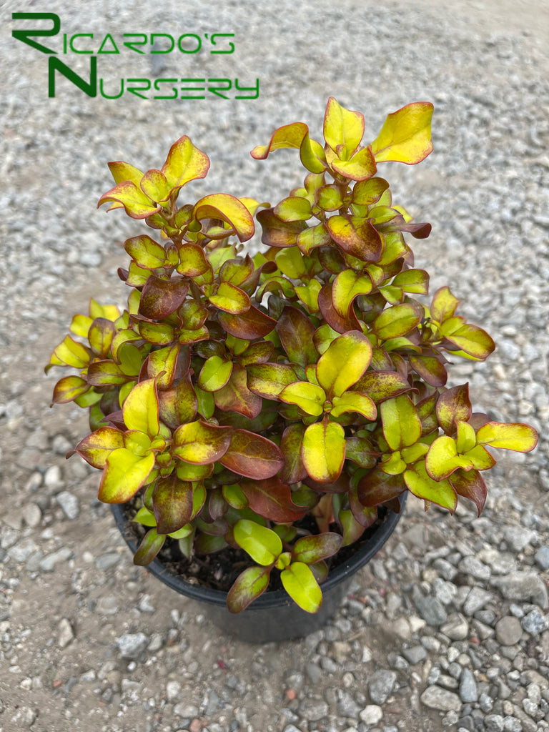 Coprosma 'Pina Colada' (Mirror Plant) – Ricardo's Nursery