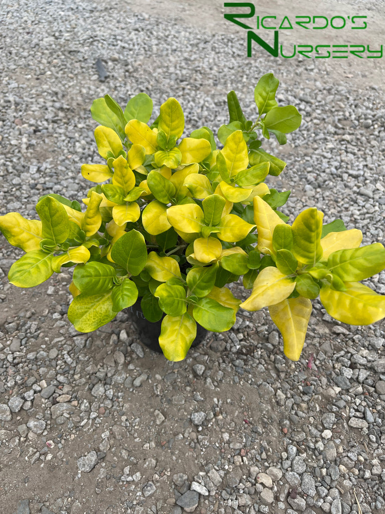 Coprosma repens 'Taupata Gold' (Mirror Plant) – Ricardo's Nursery