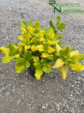 Coprosma repens 'Taupata Gold'  (Mirror Plant)