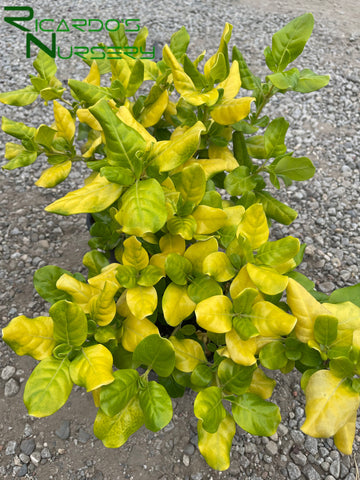 Coprosma repens 'Taupata Gold'  (Mirror Plant)