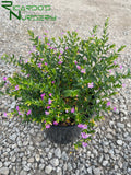 Cuphea hyssopifolia (Mexican False Heather)