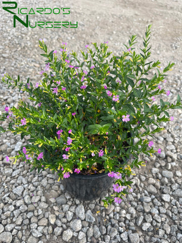 false heather lavender lace plant Cuphea hyssopifolia (Mexican False Heather) – Ricardo's Nursery