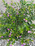 Cuphea hyssopifolia (Mexican False Heather)