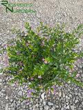 Cuphea hyssopifolia (Mexican False Heather)