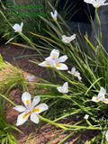 Dietes iridioides (White Fortnight Lily)