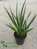 Dietes iridioides (White Fortnight Lily)