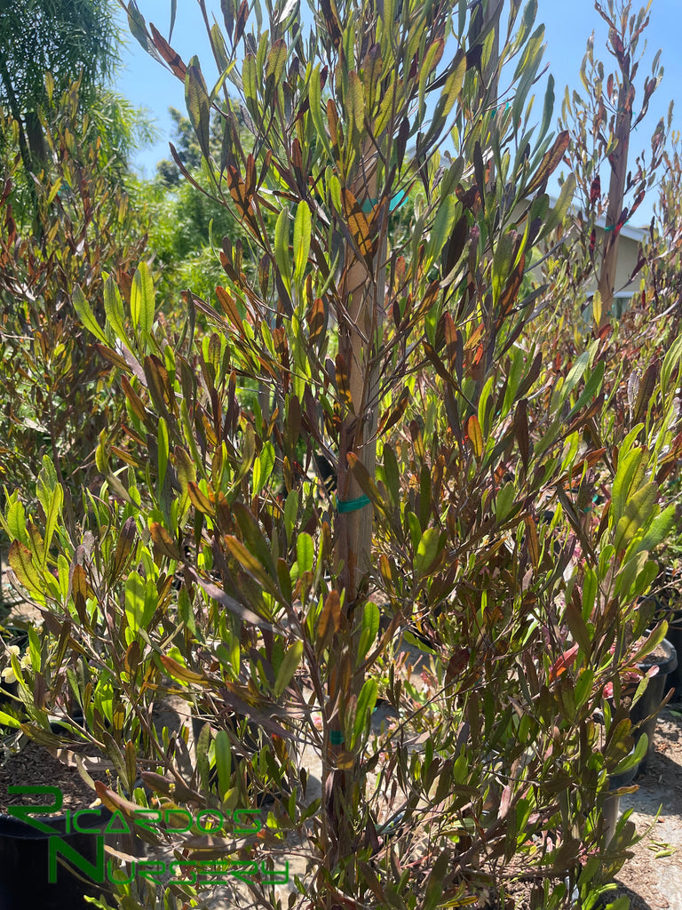 Dodonaea viscosa 'Purpurea' (Purple Hopseed Bush) – Ricardo's Nursery