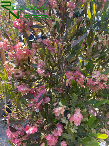 Dodonaea viscosa 'Purpurea'  (Purple Hopseed Bush)