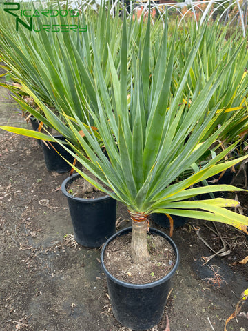 Dracaena draco (Dragon Tree)