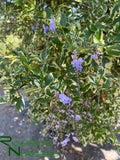 Duranta erecta 'Variegata' (Variegated Skyflower)